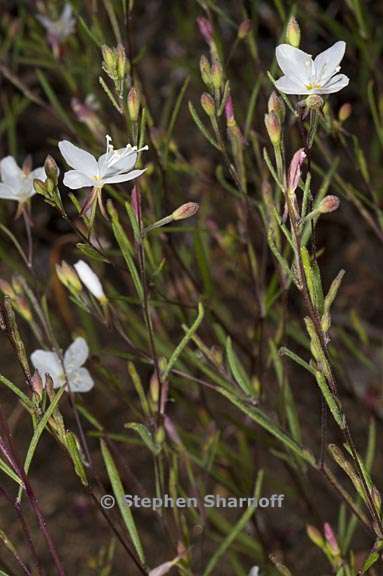 gayophytum eriospermum 2 graphic